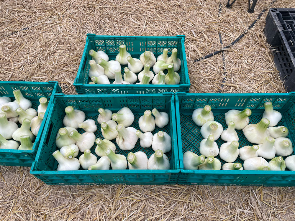 ジャンボにんにく】吉野ガーリック入荷いたしました！【数量限定】｜さ