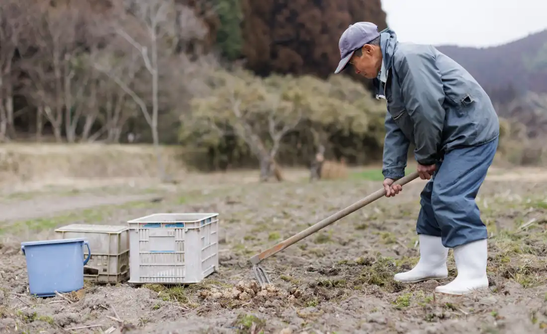 菊芋の生産者が畑を耕す様子
