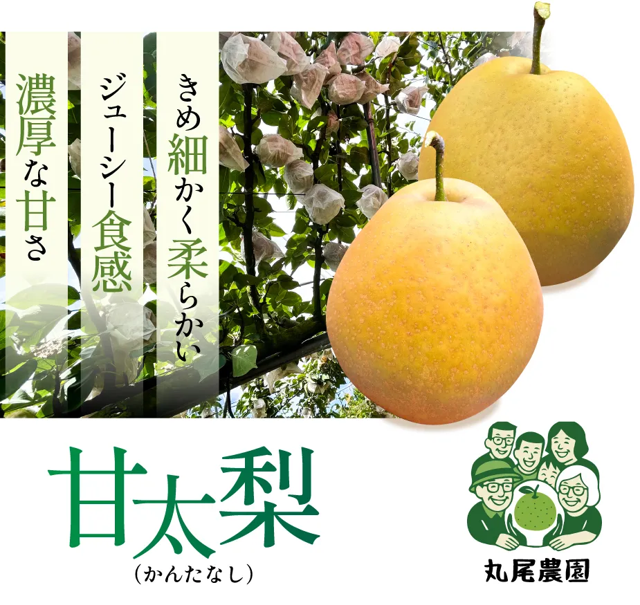 丸尾農園 甘太梨