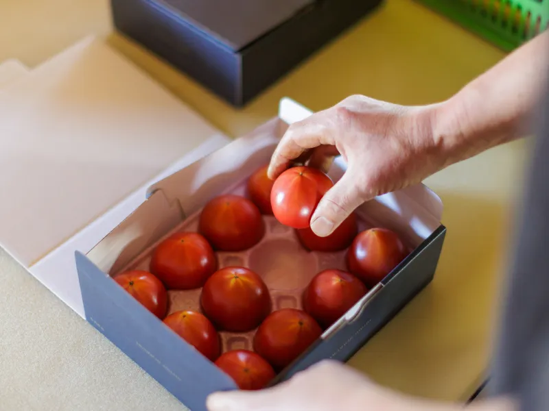 トマト手詰め作業風景1