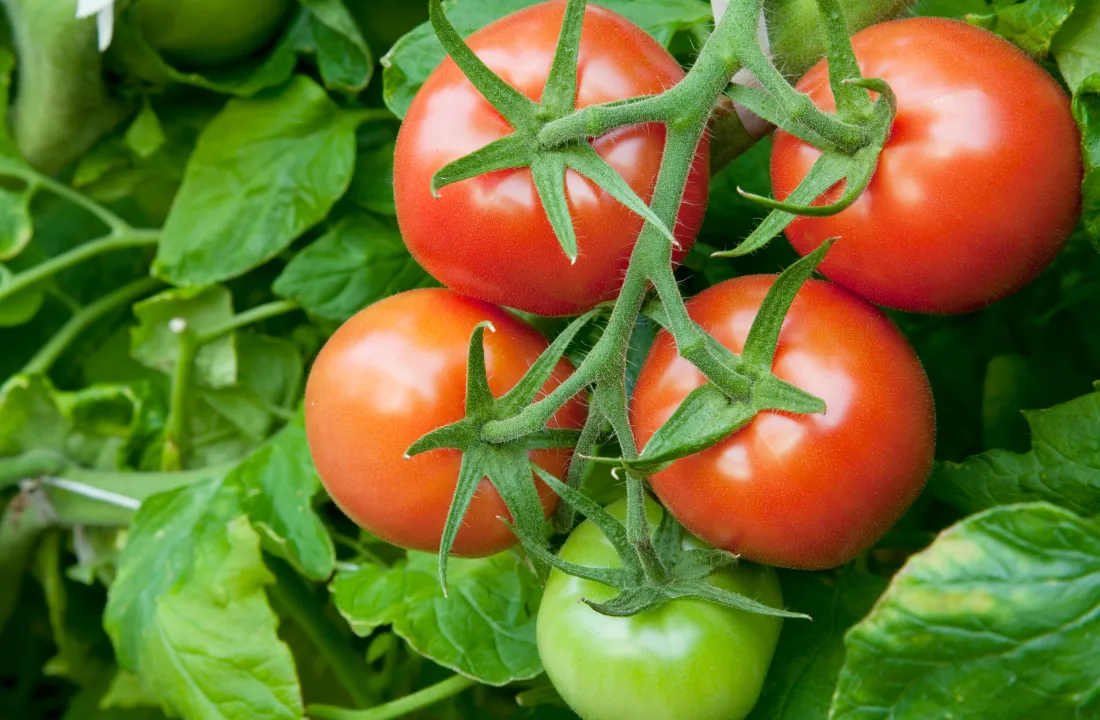 さがまちトマト