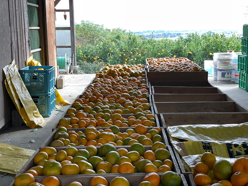 石橋果樹園の作業場2