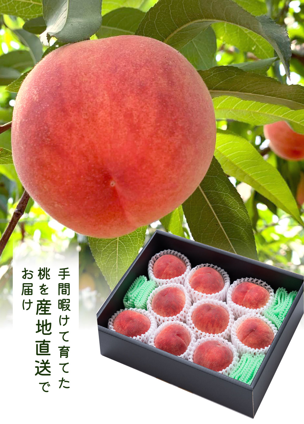 手間暇けて育てた桃を産地直送でお届け