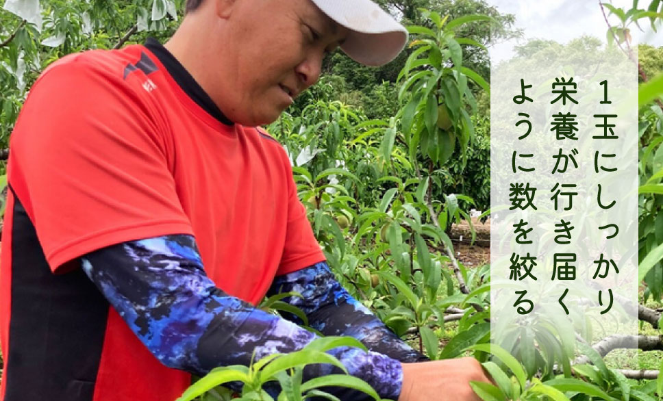 １玉にしっかり栄養が行き届くように数を絞る