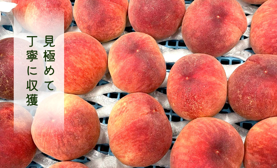 見極めて丁寧に収獲