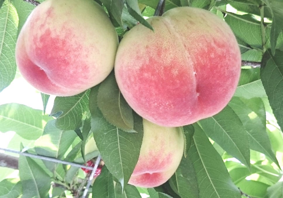 石橋果樹園の桃