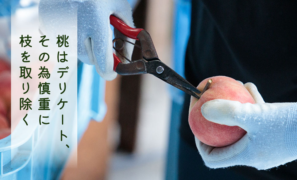 桃はデリケート、その為慎重に枝を取り除く