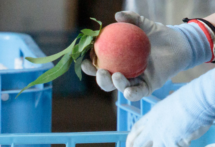 手に収まるサイズ