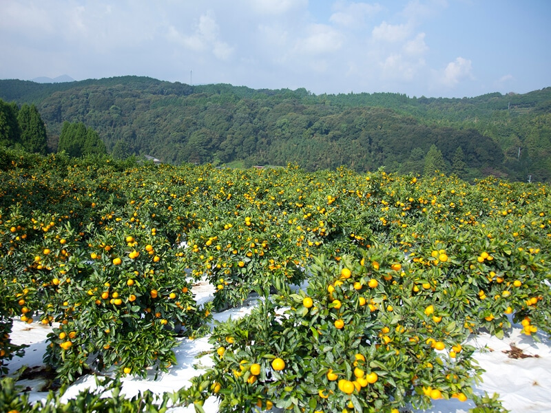 石橋果樹園の畑